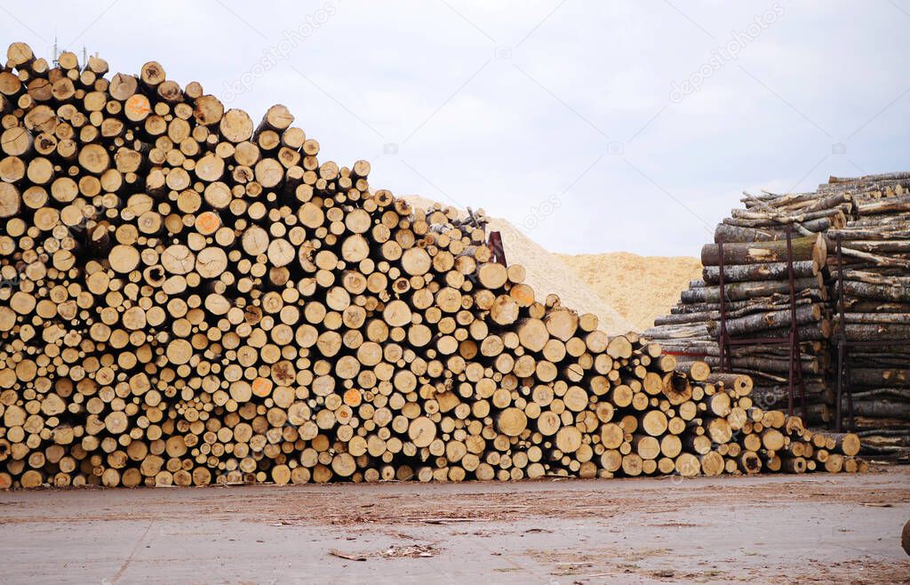 Wooden barks logging in port. Stack of Pine lumber 