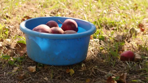 リンゴのバケツ 秋の収穫4Kビデオ 有機農家の果物のコンセプト — ストック動画