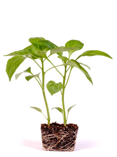 Pepperplant4 — Stockfoto