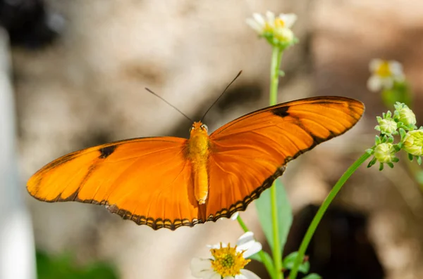 Butterfly Outstretched Wings Stands Spanishneedle Flower — Stock Photo, Image