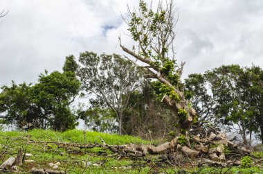 A tree with pieces of its old branches packed at its base and was once surrounded by fire has started growing new branches and leaves as the land restores the vegetation.