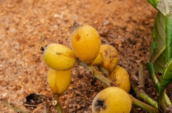 Closeup Loquat Twig Tiny Yellow Fruits Resting Concrete Pavement — Stock fotografie