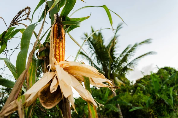 Ein Trockener Mais Der Seinem Baum Befestigt Ist Wird Teilweise — Stockfoto
