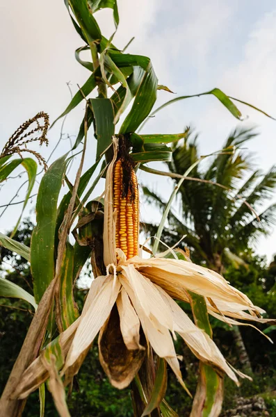 Ein Getrockneter Mais Der Seinem Baum Befestigt Ist Wird Teilweise — Stockfoto