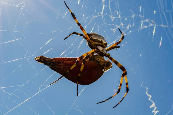 若いです蝶ちょうどその繭を残しますキャッチでザ ウェブのNephila Clavpesクモと食べています — ストック写真