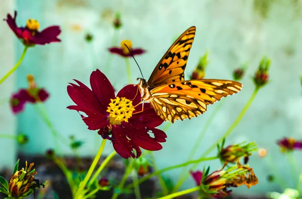 Butterfly Lands Center Red Flower — Stock Photo, Image