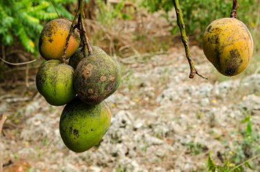 Bir grup ve izole edilmiş bir mango, dışarıdaki saplarından asılmış..