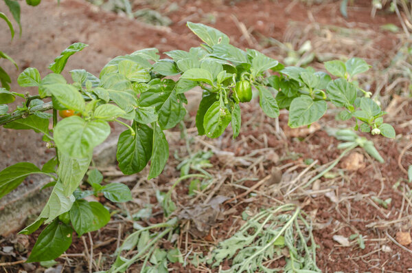 This is a branch of a healthy scotch bonnet pepper tree with thick foliage and a few mature green peppers, hanging over the ground with cut vegetation.