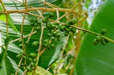 Muz yapraklarının arka planında taze, yeşil kahve üzümü kümeleri olan dallar.