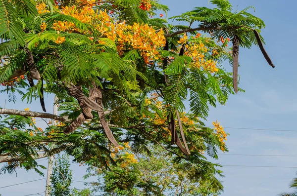 Фоне Голубого Неба Находятся Ветви Королевского Дерева Пойнциана Коричневыми Стручками — стоковое фото