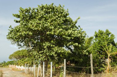 Bir ağaç kümesinin dış eteklerinde, ve bir çevre dikenli tel çitin iç tarafında asfalt asfaltlı bir yol üzerinde, bereketli yeşil yapraklı büyük bir deniz kabuğu ağacı ve açık mavi gökyüzü karşı.