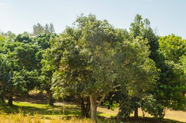Mango ve diğer ağaçlar bir meyve bahçesinde düşük çimenli bir kümede yetişir..