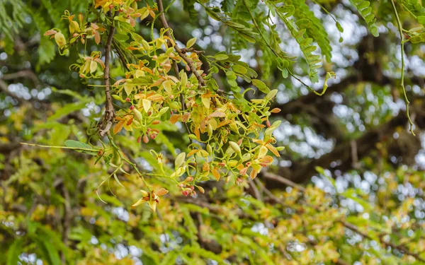 Demirhindi ağacının içinde bir sürü soluk sarı çiçek vardır. Küçük yapraklar..