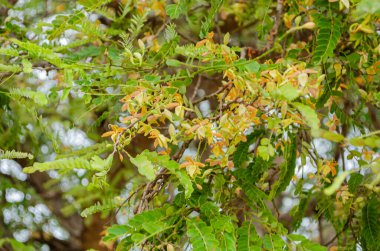 Demirhindi ağacının içinde bir sürü soluk sarı çiçek vardır. Küçük yapraklar..
