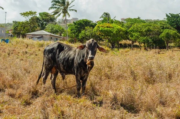 在干旱期间 有斑点的投票头牛被捆在干草牧场上 — 图库照片
