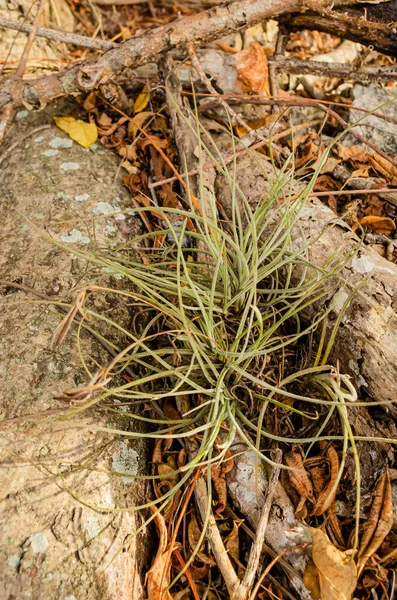 Tillandsia recurvata an epiphytic air plant is on the ground between roots and a piece of rotten wood among dried leaves.