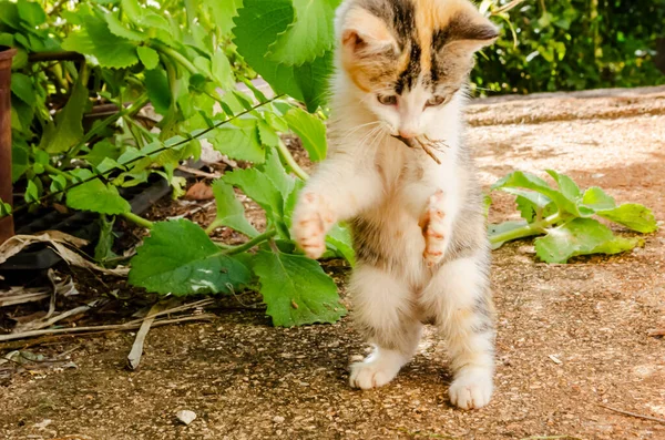 Kattungen Fångade Ödla Och Står Sina Två Bakfötter Leker Med — Stockfoto