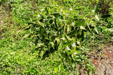 Çiçekleri ve kalın yaprakları olan bir portakal dalı bir meyve bahçesindeki yeşil bir alanda asılı duruyor..