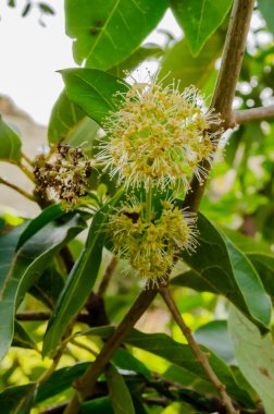 Çiçekli haziran erik ağacının floresanı onu çeşitli yönlere yayar..