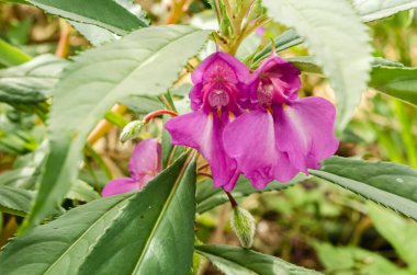 Hastalıklı glanduliferanın elmacık kemiği çiçekleri düzensizdir.. 