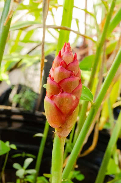 The ginger plant grows a long pointed apex pink and yellow lower head.