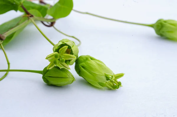 This is the blossom of a green vine plant with woody stem and double-lobed leaves that bears an oval green stripe fruit.