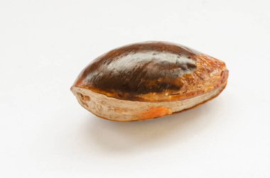 Bir mamey sapote tohumu düz tarafı yukarı bakan beyaz bir yüzeyde dinleniyor..