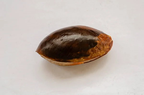 Mamey Sapote Seed Resting White Surface Its Flat Side Facing — Stok fotoğraf