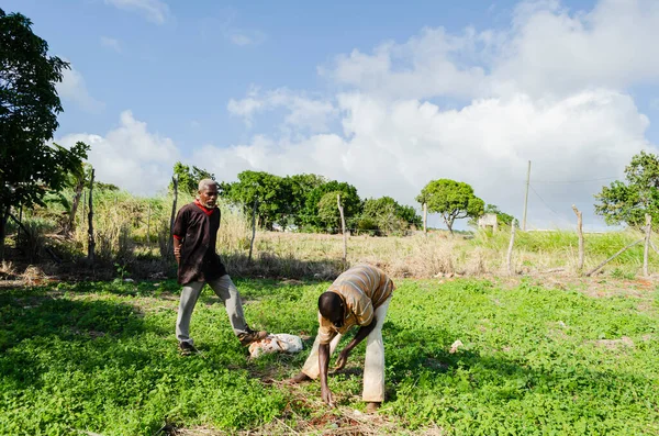 A famer is using a knife to remove wild weeds from a carrot garden while another man stands watching and talking with him.