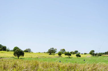 It's outside on an open field with a few trees scattered, growing from the ground covered with guinea grass.