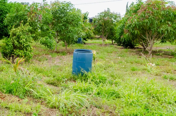 Eine Blaue Wassertrommel Die Teilweise Grasboden Einem Mango Obstgarten Vergraben — Stockfoto