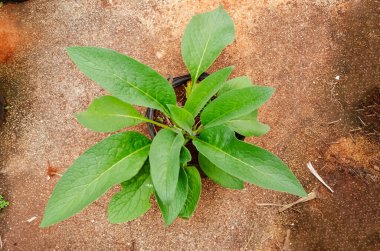 Looking down at a comfrey plant growing from a flowerpot on an outdoor concrete pavement.. clipart