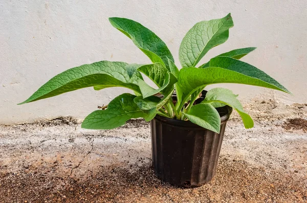 Uma Planta Confrei Está Crescendo Flowerpot Fora Lado Uma Parede — Fotografia de Stock