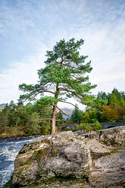 Een Kleine Dennenboom Groeit Uit Een Rots Buurt Van Falls — Stockfoto