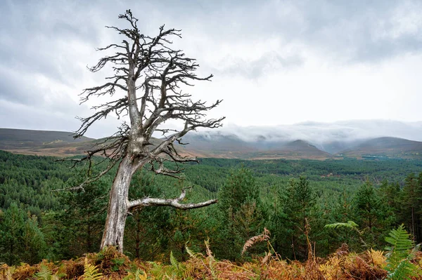Dode Dennenboom Met Uitzicht Een Groen Dennenbos Cairngorms Mountains Van — Stockfoto