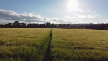 This is an aerial 4k video of flying over a path running through a wheat field that leeds to the ruins of Kilcrea castle in County Cork Ireland