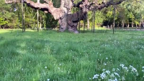 셔우드 나무의 — 비디오