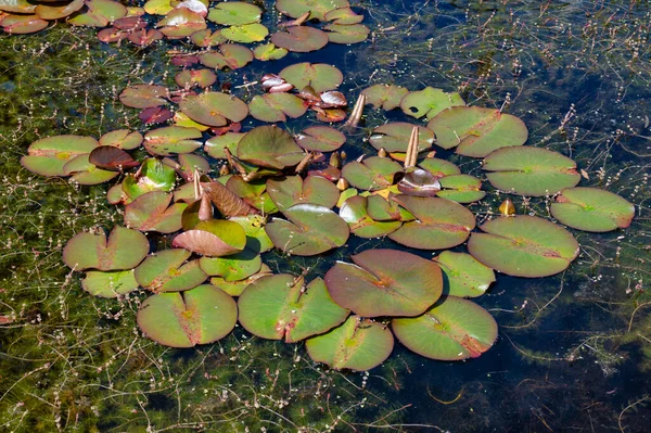 Eine Gruppe Grüner Lilienkissen Flattert Sommer Auf Einem Teich Irland — Stockfoto