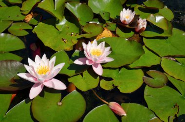 Lotus flowers surrounded by lilly pads blooming on a pond in the summer