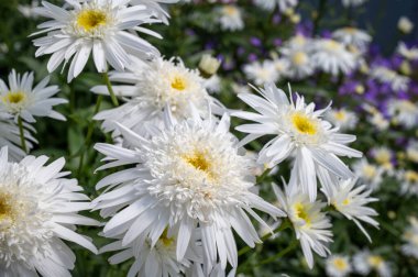 Leucanthemum x superbum 'Wirral Supreme'  is Shasta Daisy on of the double-flowered varieties