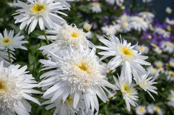 Leucanthemum Superbum Wirral Supreme Shasta Daisy Double Flowered Varieties — Fotografia de Stock