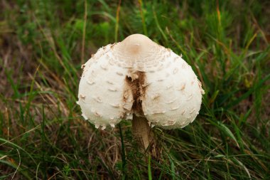 yere garip şekilli mantar