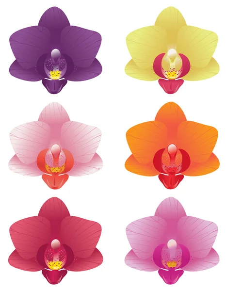 Couleurs orchidées — Image vectorielle