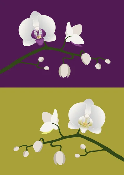 Orchidea szár — Stock Vector