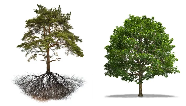 Kiefer Pflanze Pinus Und Hainbuche Carpinus Bäume Pflanzen Isoliert Auf — Stockfoto