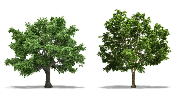 シュガーメープルツリー Acer Saccharum ノルウェーメープル Acer Platanoides 白い背景に隔離された木や植物 高解像度 — ストック写真