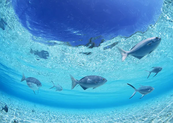 Fish Under Water. Under View of Sea, Ocean. Fishes in Blue Water Background