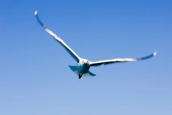 Möwen Larus Argentatus — Stockfoto