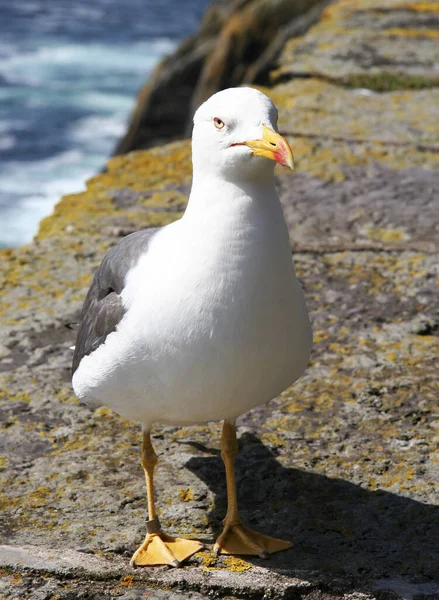 Goéland Argenté Faune Maritime Sur Skellig Michael Kerry Irlande — Photo