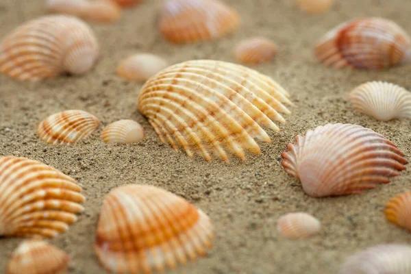 Shells Sand — Stock Photo, Image